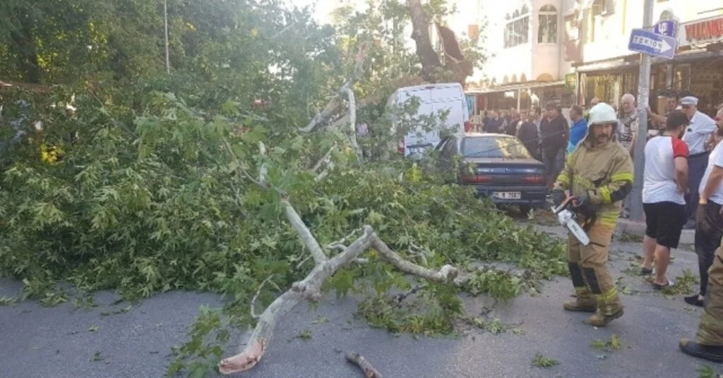 Tirede Asırlık Çınar Zamana Direnemedi