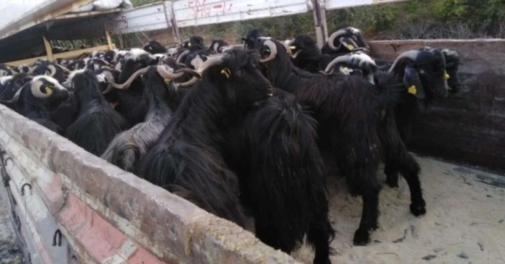 Tokatta Kurbanlık Sevkıyatları Devam Ediyor