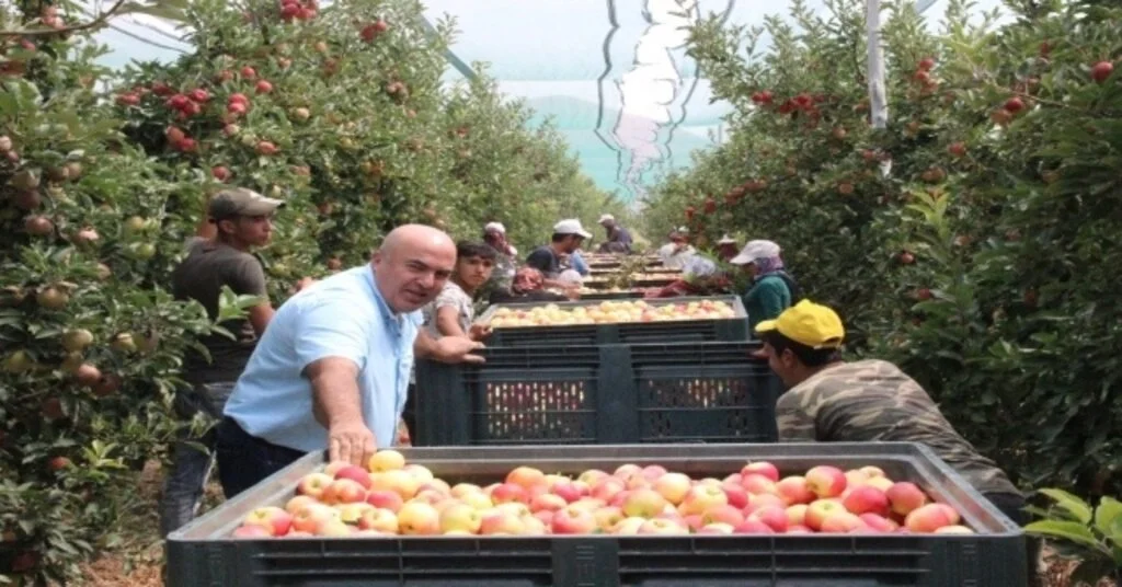 Türkiyenin Elma Deposu Karamanda Erkenci Elma Hasadı Başladı