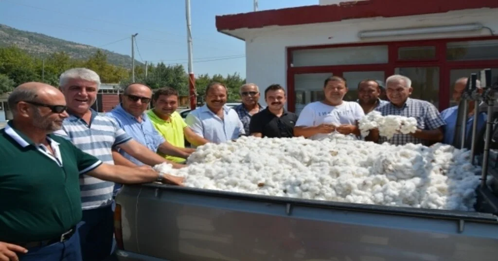 Türkiyenin Pamuk Ambarı Sökede İlk Hasat Sevinci