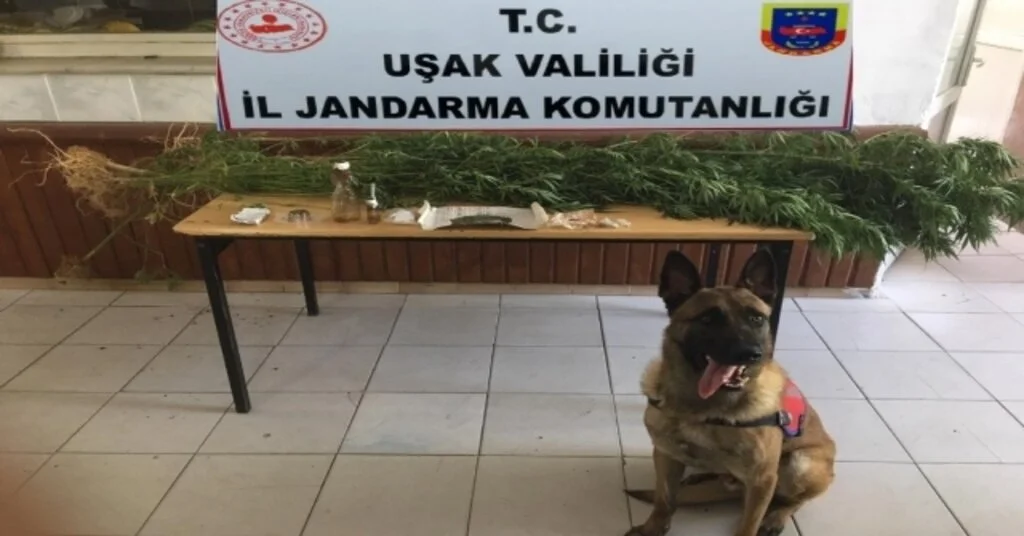 Uşakta Uyuşturucu Operasyonu