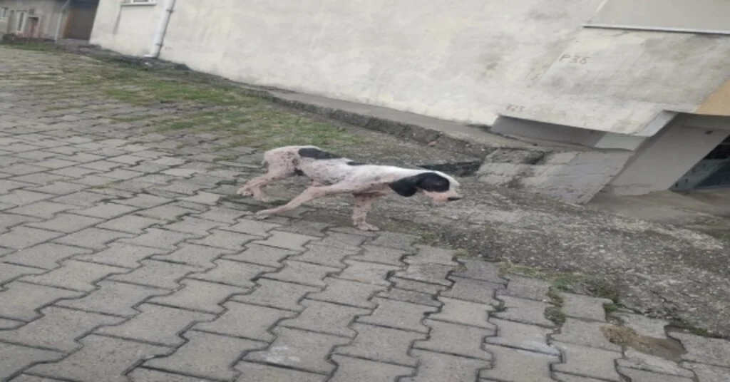 Uyuz Köpekler Köy Halkını Tedirgin Etti