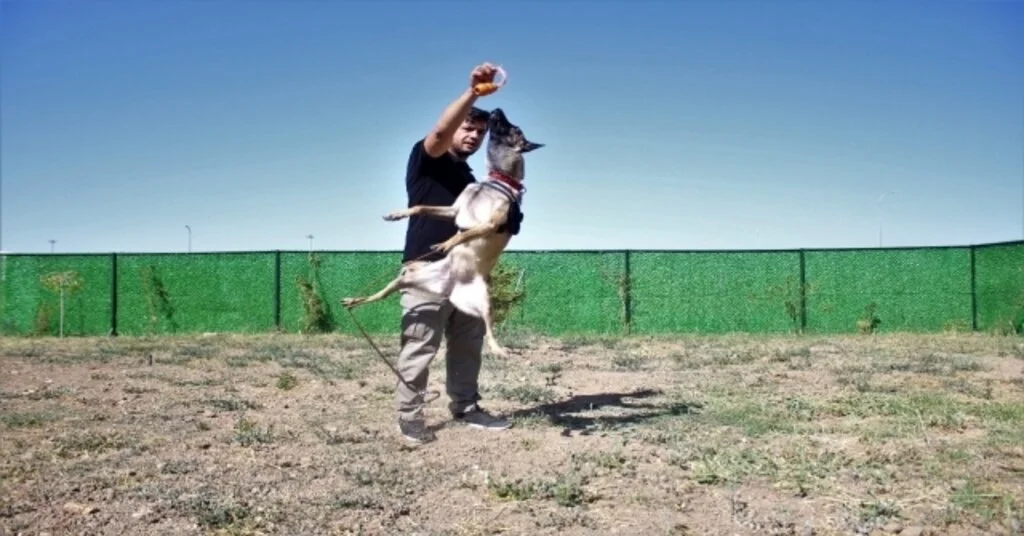 Vana 3 Yeni Dedektör Köpek