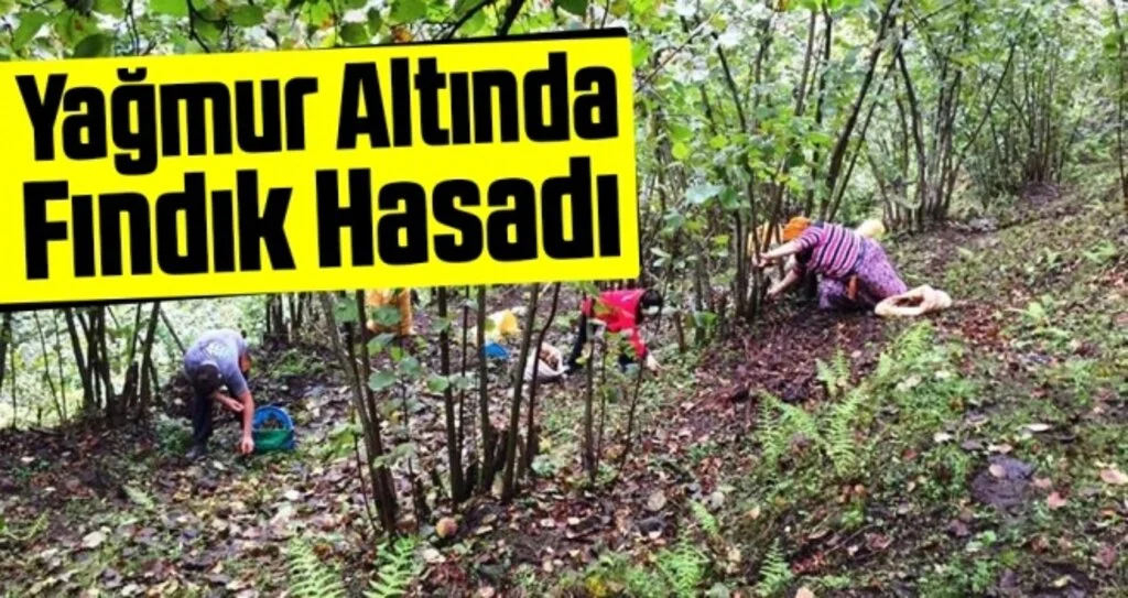 Yağmur altında fındık hasadı