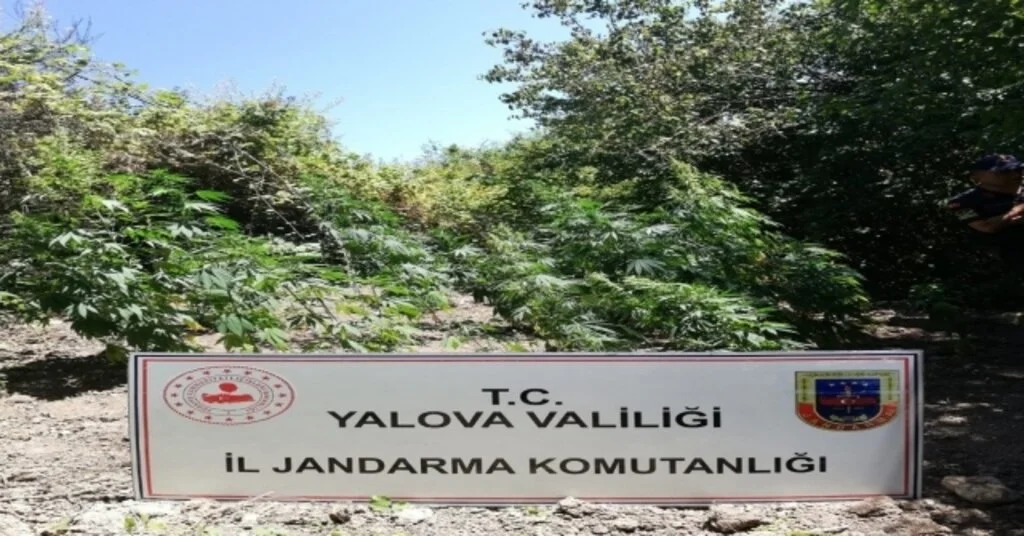 Yalovada Uyuşturucu Operasyonu