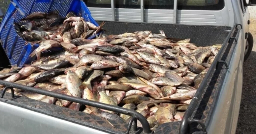 Yasa Dışı Avlanan 400 Kilo Balık Ele Geçirildi