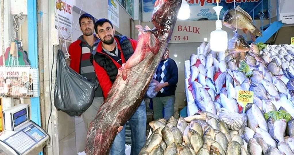 130 kg'lık dev yayın yakalandı 