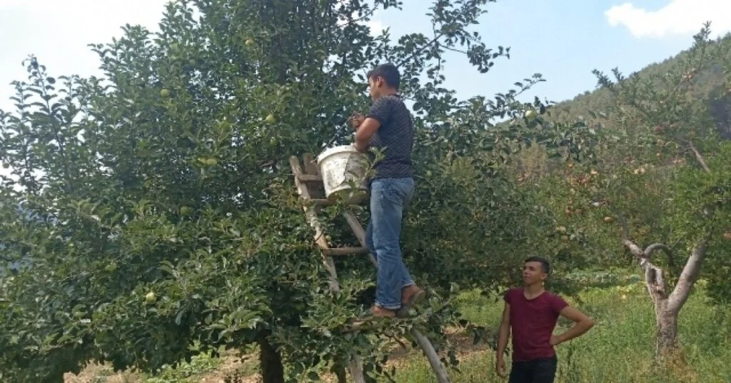 1600 Rakımlı Yaylada Elma Hasadı Başladı