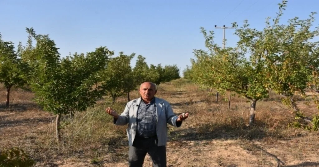 Aksarayda Yeraltı Su Kaynaklarının Çekilmesi Ağaçların Kurumasını Neden Oluyor