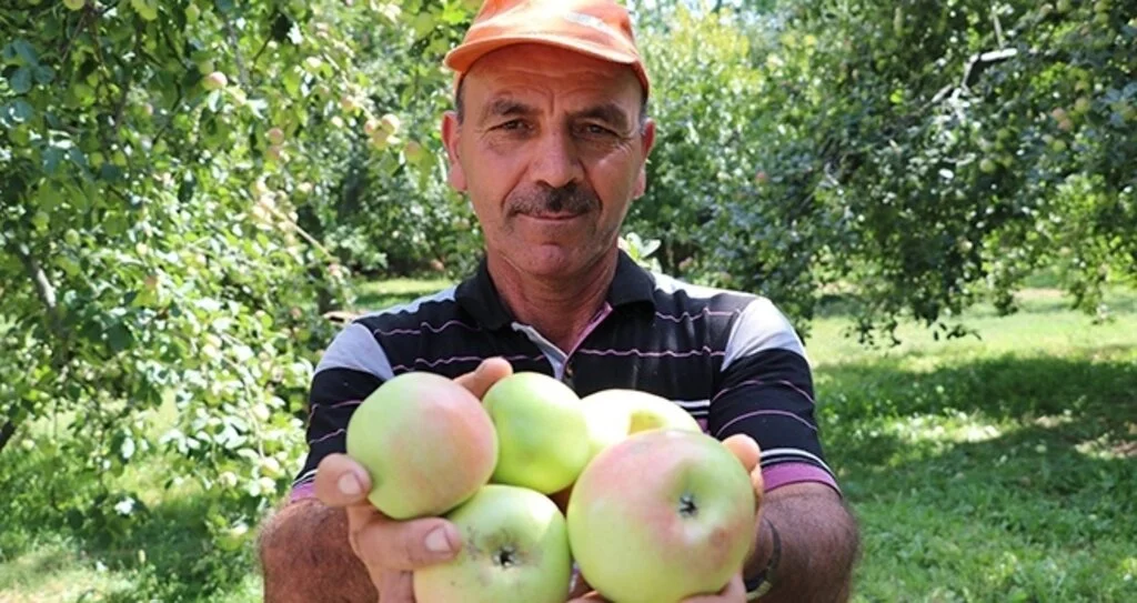 Amasya'da misket elması hasadı