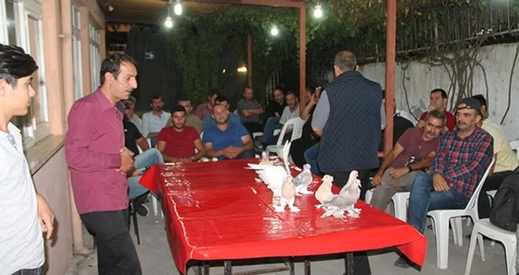 Araba fiyatına güvercin 