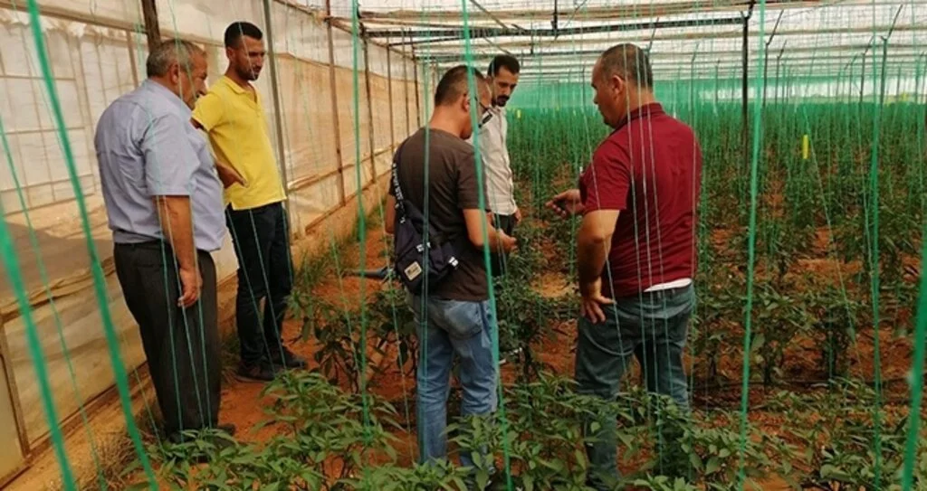Bafralı çiftçiler Antalya'da