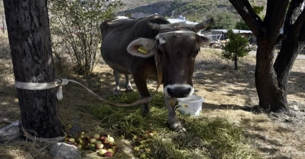Bayburttan Kaçan İnek Gümüşhanede Bulundu