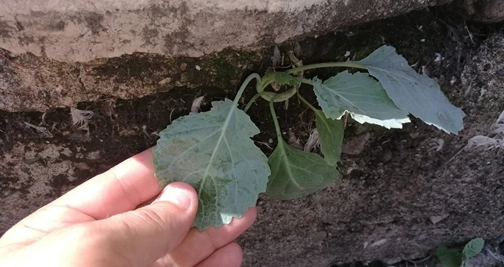 Beton zeminde kendiliğinden yetişen lahana şaşırtıyor