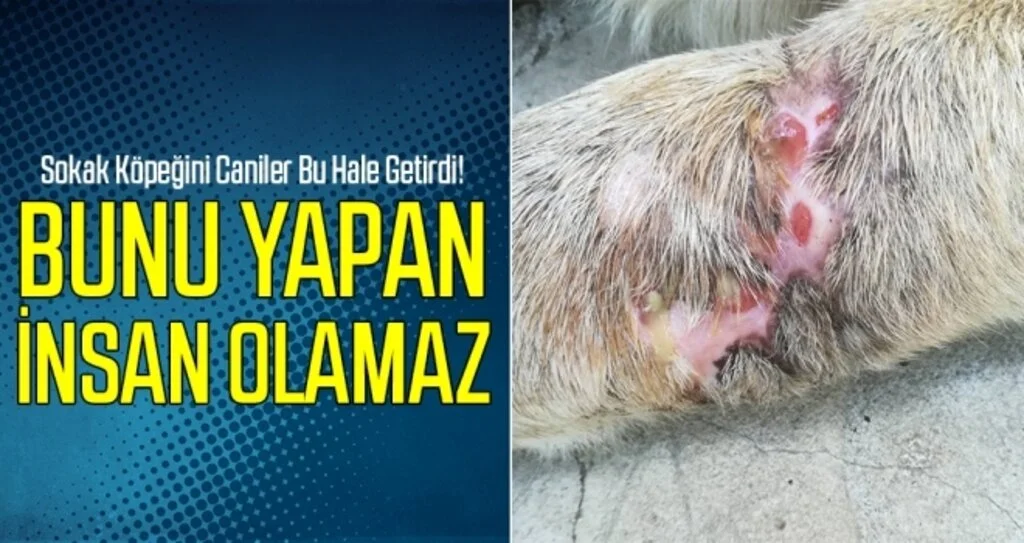 Bunu yapan insan olamaz