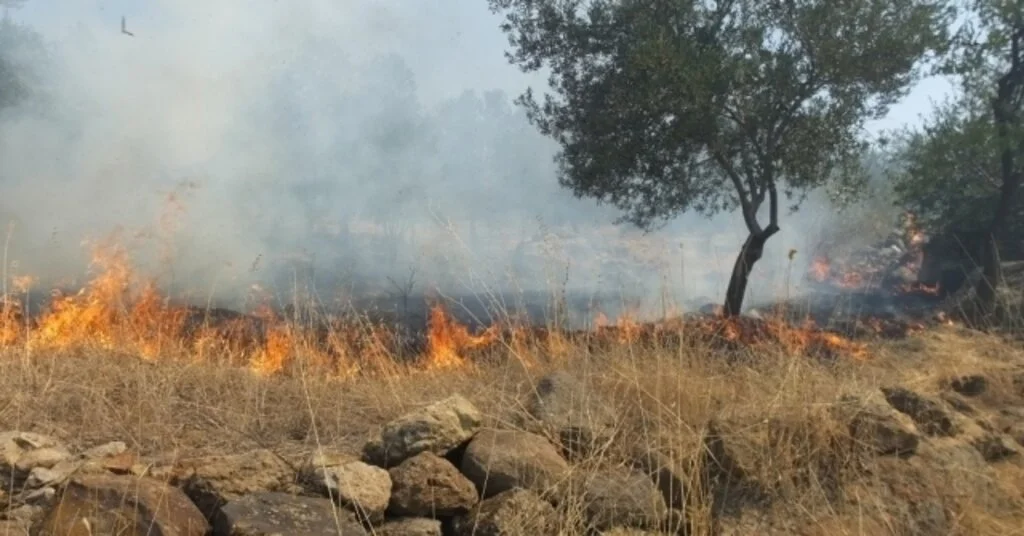 Burhaniyede Makilik Alanda Çıkan Yangın Zeytinliklere Sıçradı