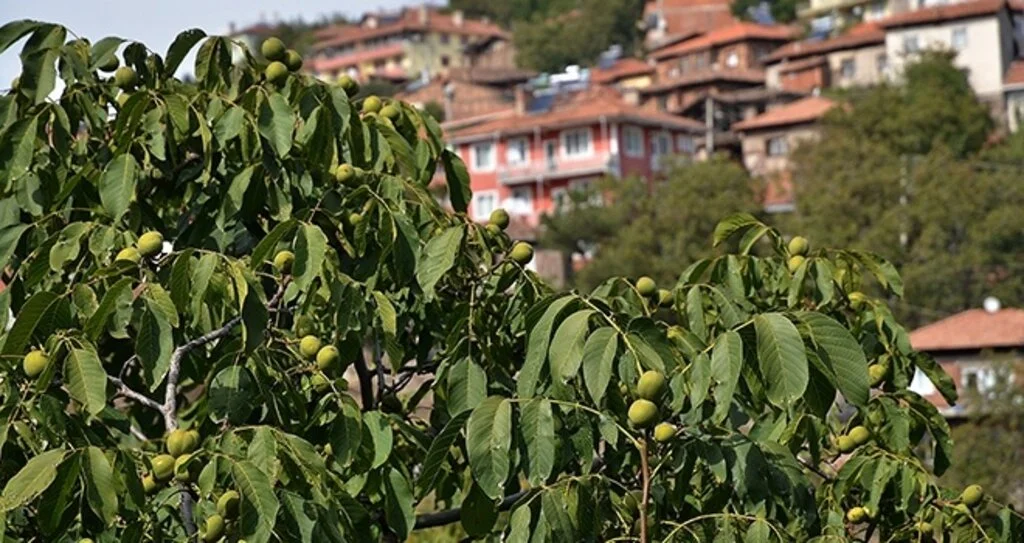 'Ceviz diyarı'nda yüksek verim beklentisi