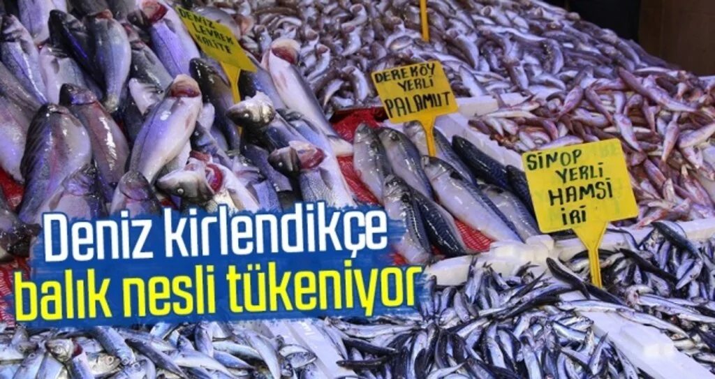 Deniz kirlendikçe balık nesli tükeniyor