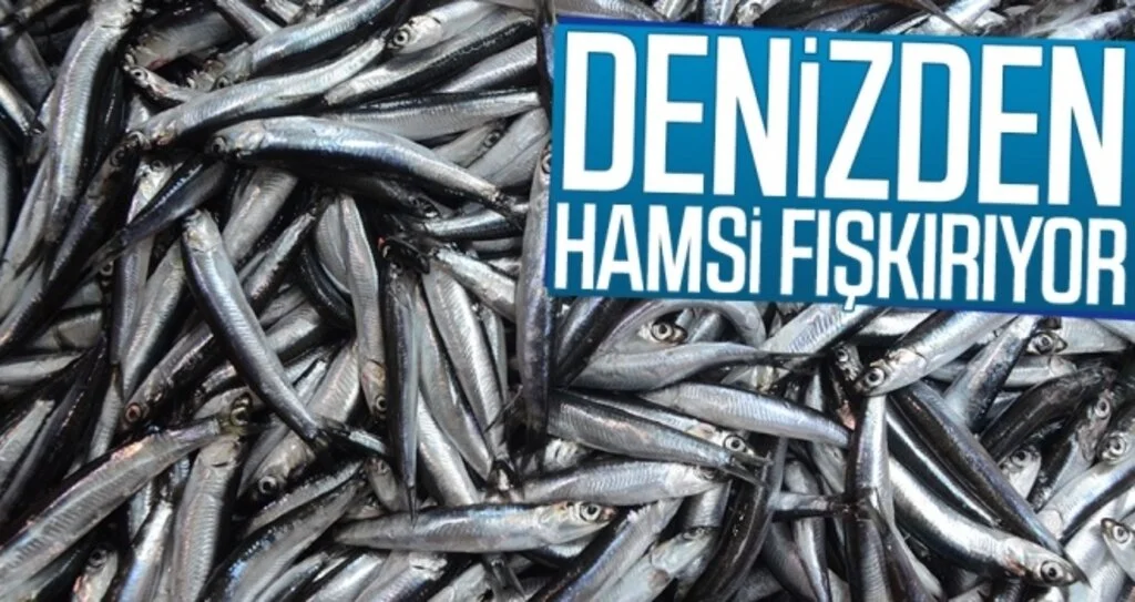 Denizden hamsi fışkırdı