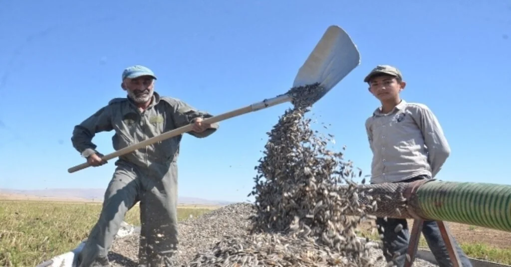 Elbistanda ‘Siyah Altın Hasadı Başladı