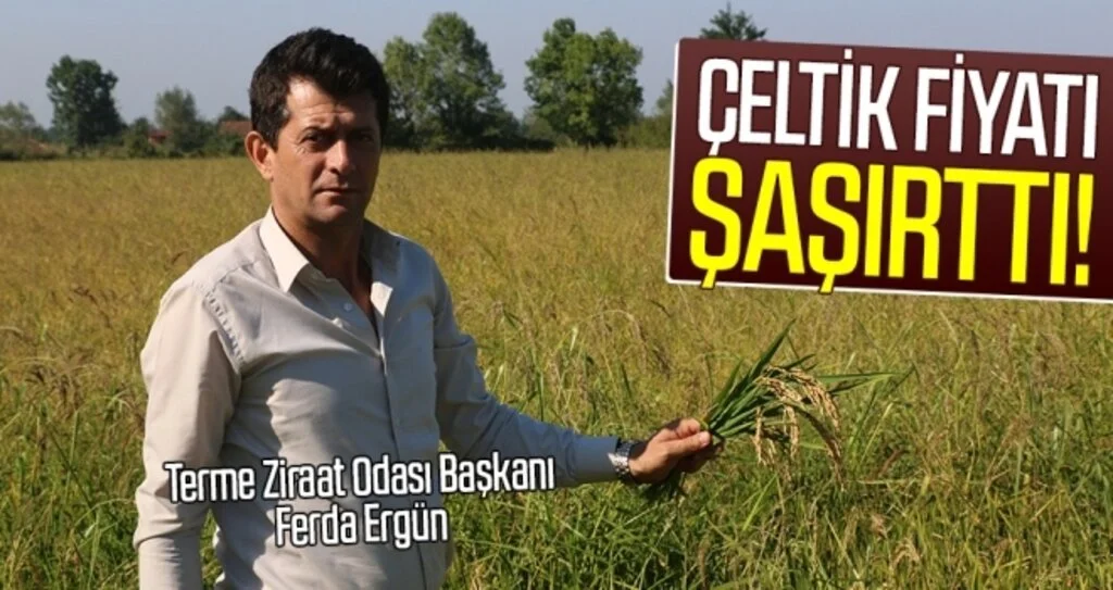 Ferda Ergün: Çeltik fiyatı şaşırttı!