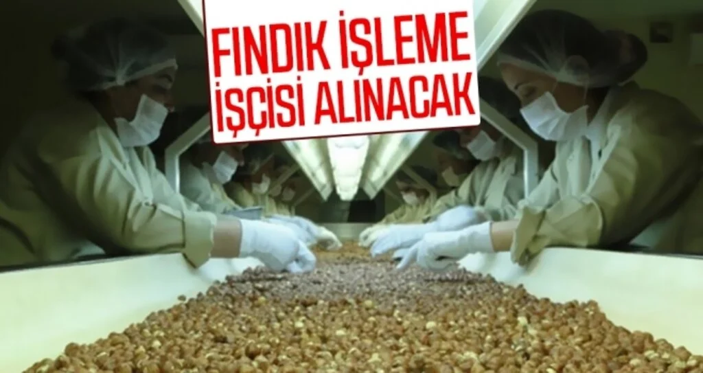 Fındık işleme işçisi alınacak