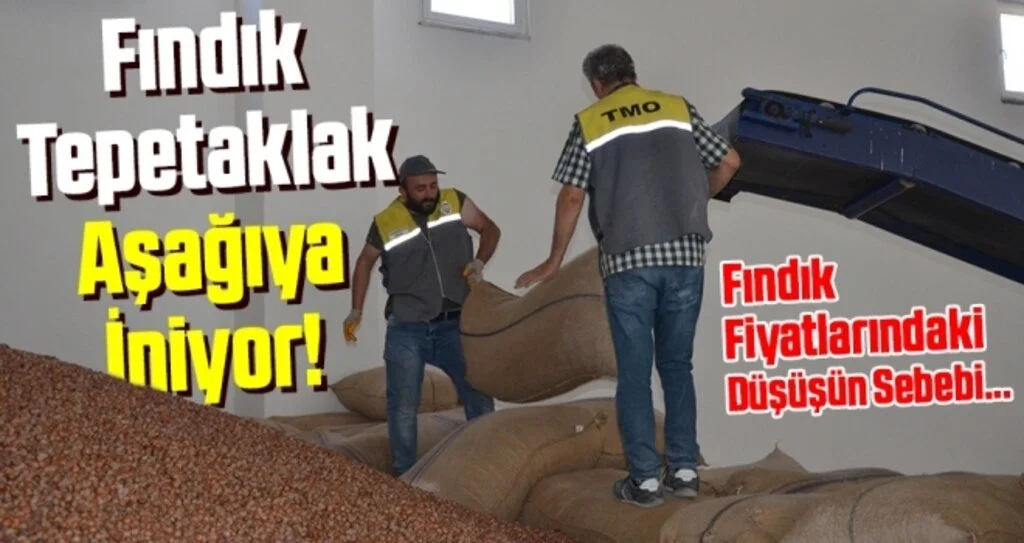 Fındık tepetaklak aşağıya iniyor!