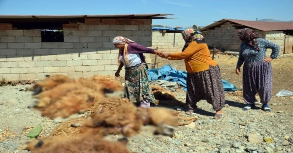Hatayda Ahıra Giren Kurtlar Koyunları Telef Etti