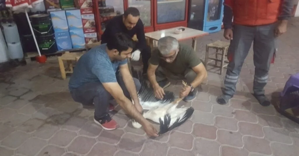 Iğdırda Arazide Bulunan Leylek, Görevlilere Teslim Edildi