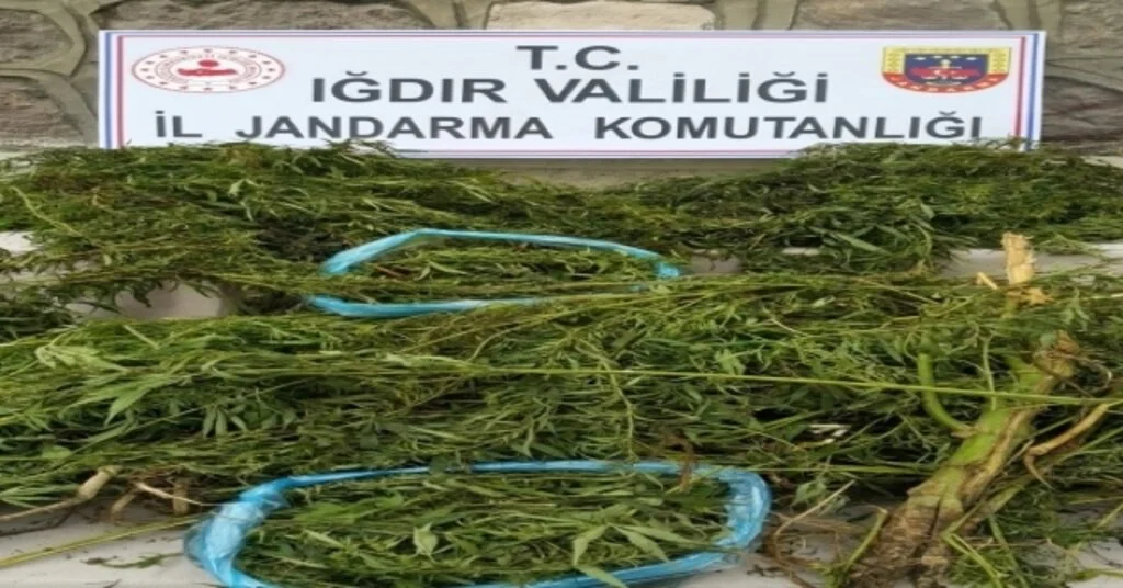 Iğdırda Kenevir Ele Geçirildi
