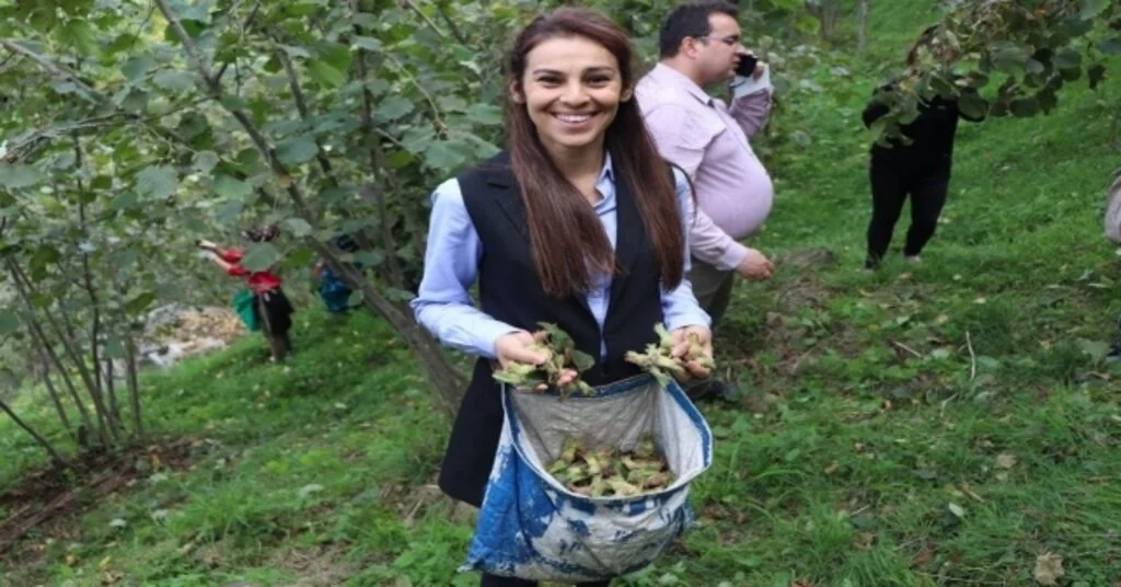 Kadın Kaymakam İşçilerle Fındık Topladı