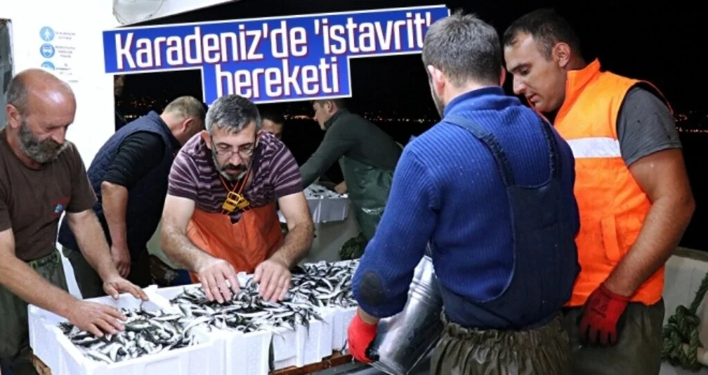 Karadeniz'de 'istavrit' bereketi