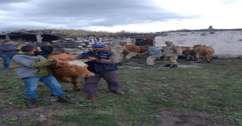 Karsta Çalınan Hayvanlar Ardahanda Bulundu