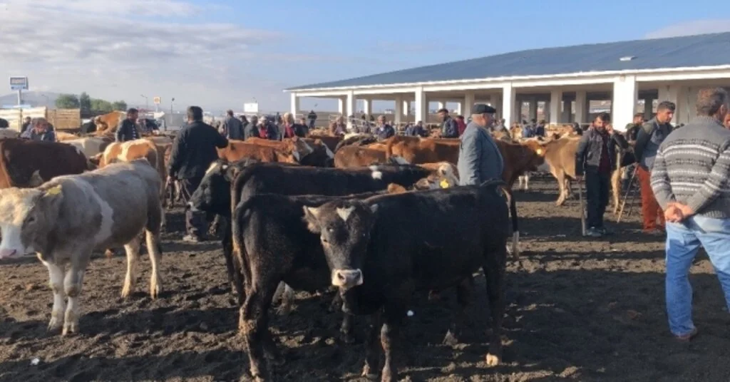 Karsta Saman Fiyatları Hayvan Pazarını Olumsuz Etkiliyor