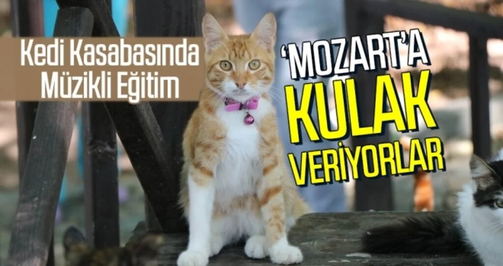 Kediler 'Mozart'a Kulak Veriyorlar!