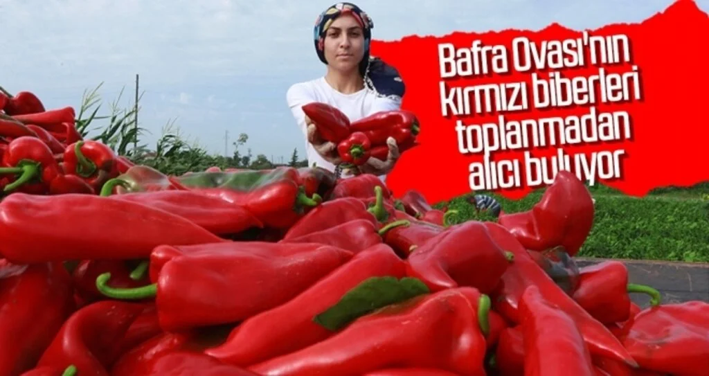 Kırmızı biberler tarlada toplanmadan alıcı buluyor