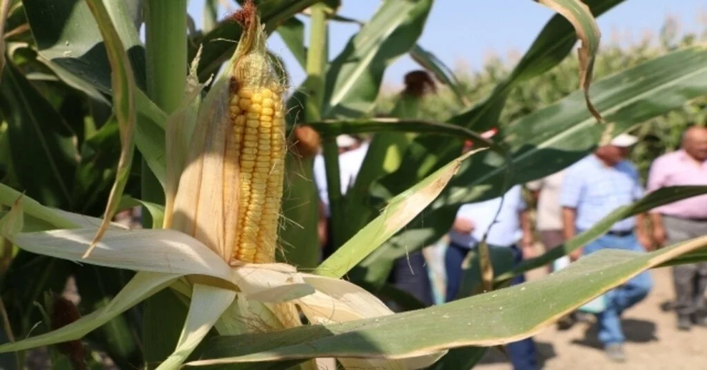Konyada 6 Çeşit Yerli Mısır Tohumu Çiftçiye Tanıtıldı