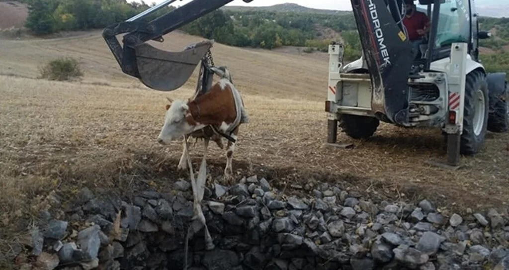 Kuyuya düşen inek kepçe ile kurtarıldı