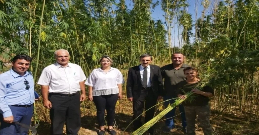 Malatyada İlk Kenevir Hasadı Başladı