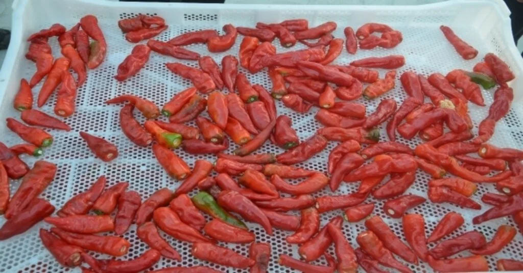 Malatyada Yerli Üretim ‘Dila Kırmızıbiber De İlk Hasat Gerçekleştirildi