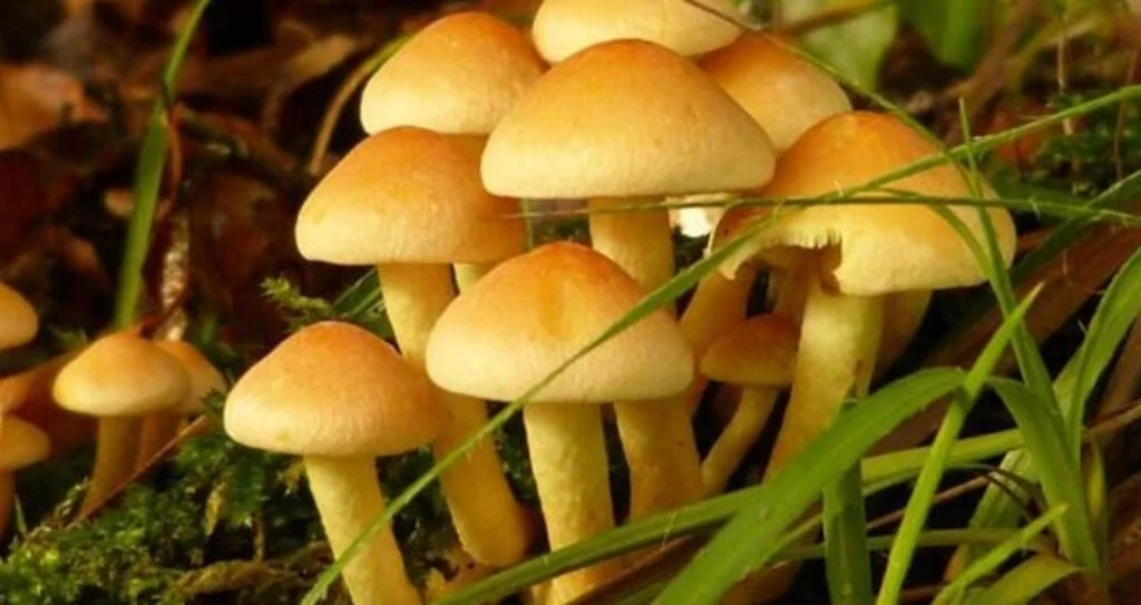 Mantar zehirlenmeleri yağışlı havalarda artıyor
