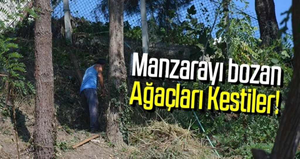 Manzarayı bozan ağaçları kestiler!