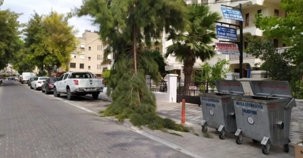 Milasta, Rüzgarın Etkisiyle Bir Çam Ağacının Dalı Kırıldı