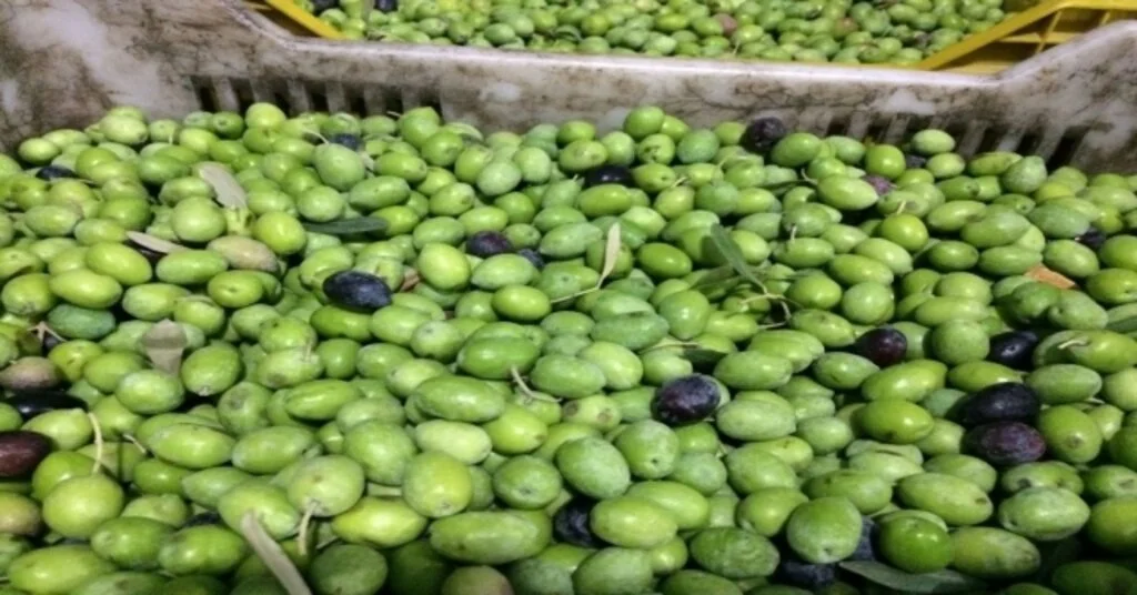 Mutta Zeytin Hasadı 10 Gün Önce Başladı