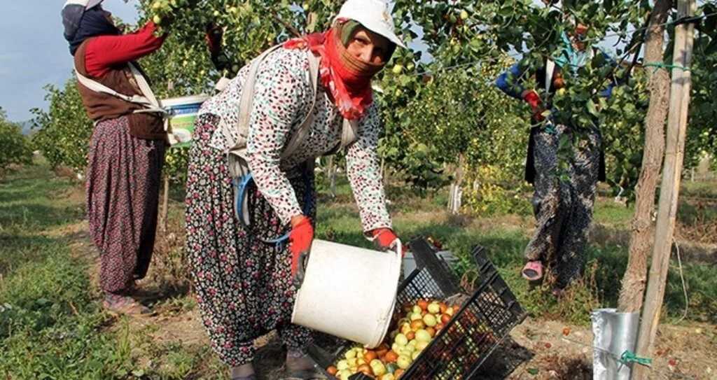 Ölümsüzlük meyvesi hünnabın faydaları saymakla bitmiyor