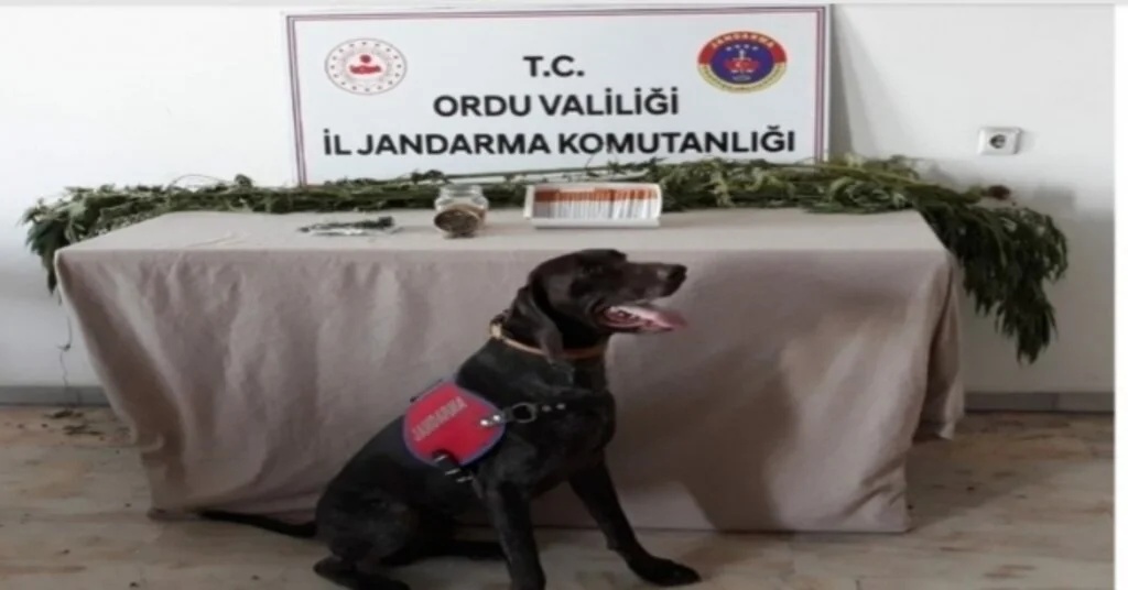 Orduda Uyuşturucu Operasyonları Sürüyor