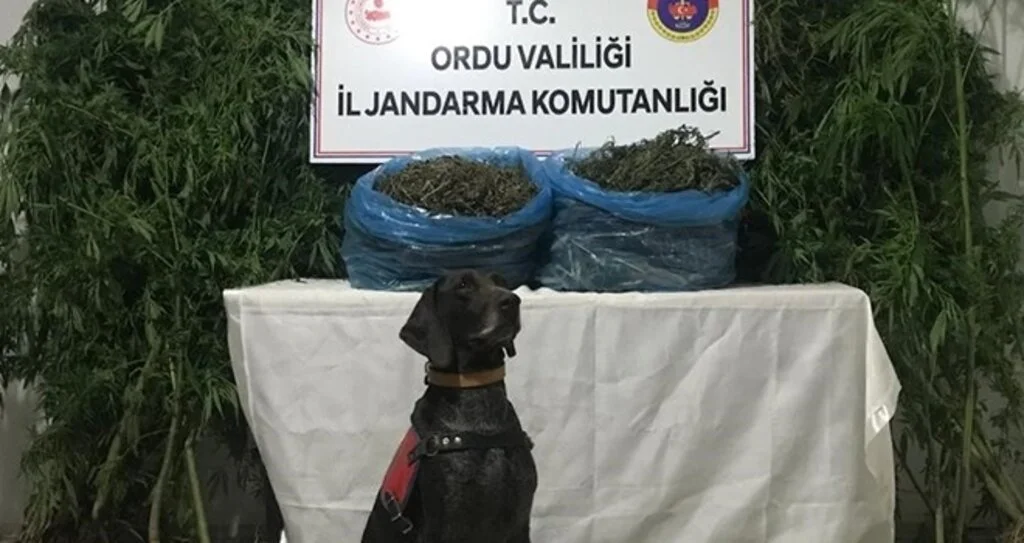 Ordu'da uyuşturucu operasyonu