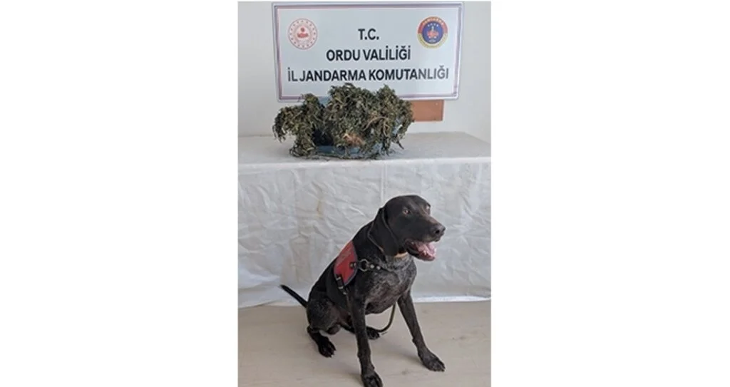 Ordu'da uyuşturucu operasyonu