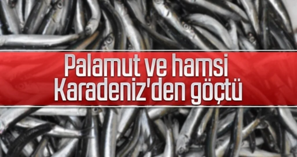 Palamut ve hamsi Karadeniz'den göçtü