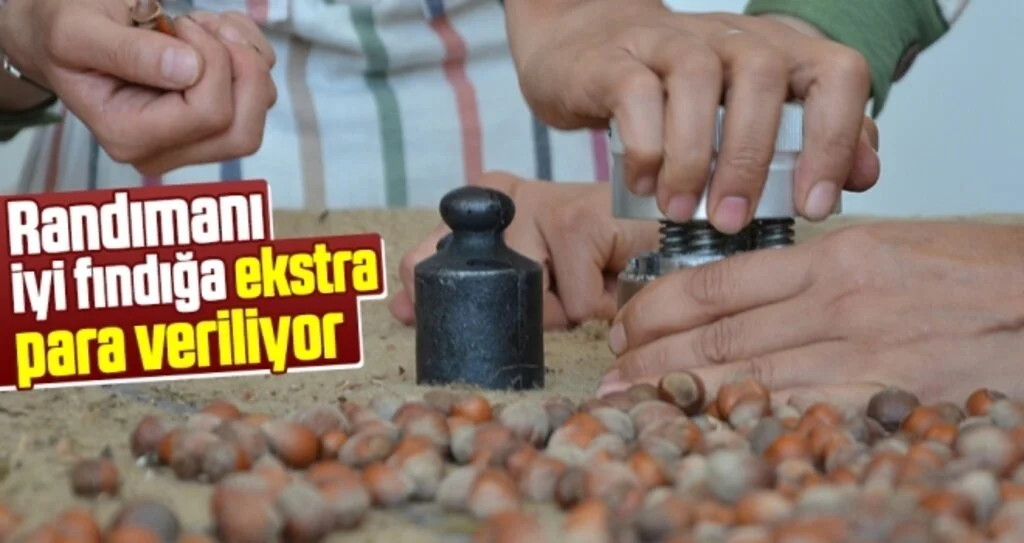Randımanı iyi fındığa ekstra para veriliyor